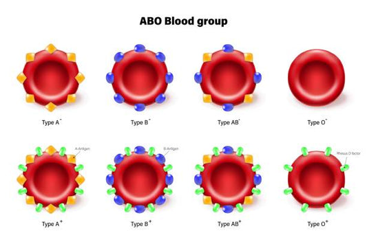 Blood Type (ABO, Rh)
